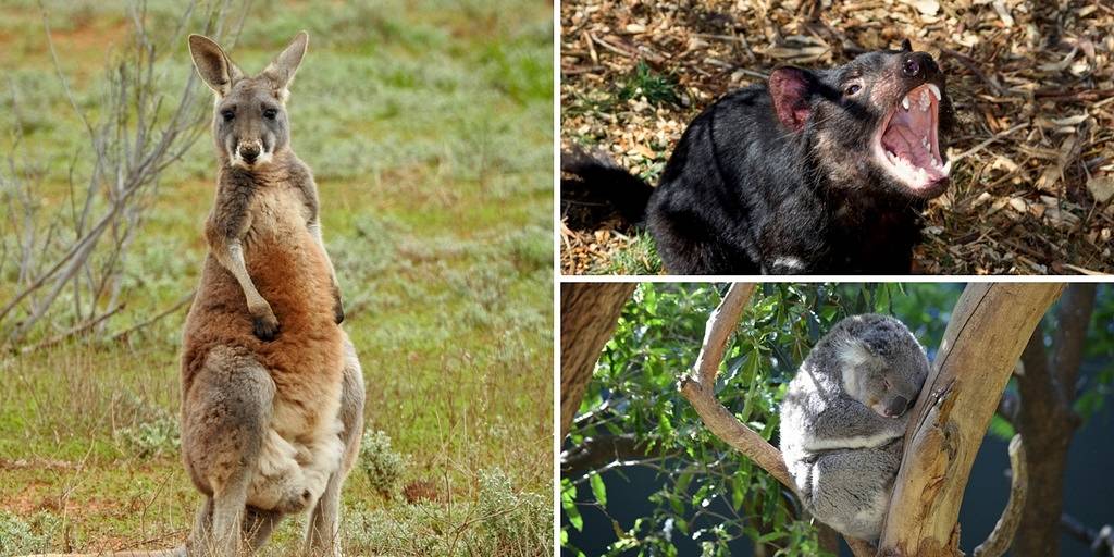 10 dôvodov prečo by si sa mal rozhodnúť pre Austráliu-zvierata v Australii